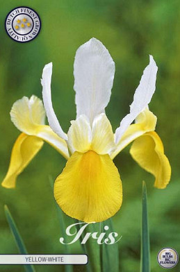 Iris Hollandica Symphony x15 8/9