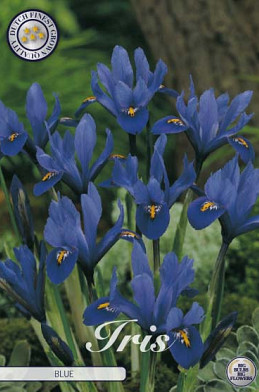 Iris Reticulata Blue x15 5/6