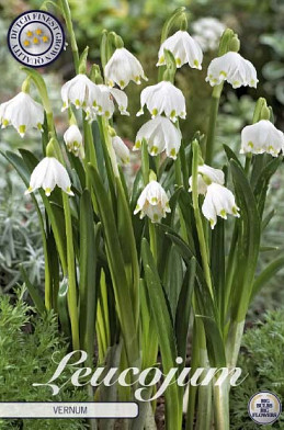 Leucojum Vernum x 5 8/9