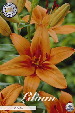 Lilium Asiatic Orange x2 16/18