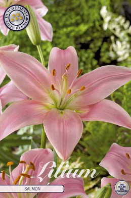 Lilium Asiatic Salmon x2 16/18