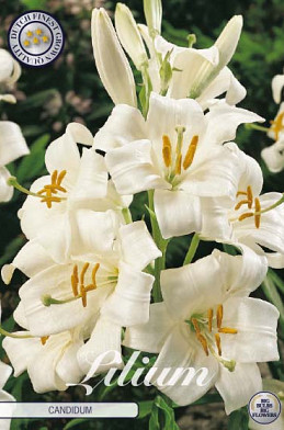 Lilium Candidum x1 20/24