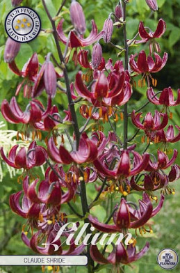 Lilium Claude Shride x1 14/16