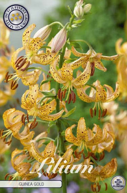 Lilium Guinea Gold x1 14/16