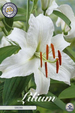 Lilium Oriental Siberia x2 16/18