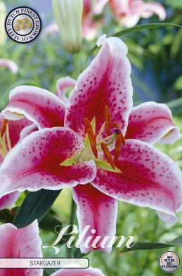 Lilium Oriental Stargazer x2 16/18