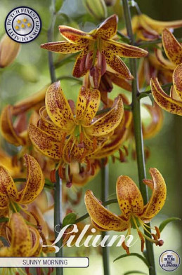 Lilium Sunny Morning x1 14/16