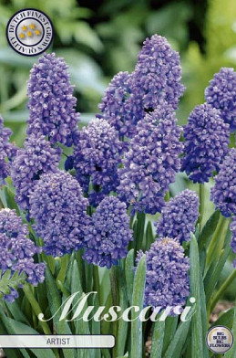 Muscari Armeniacum Artist x15 8/9