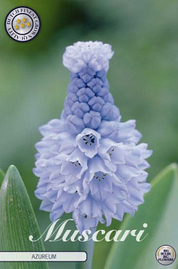 Muscari Azureum x15 5/6