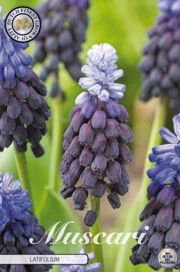 Muscari Latifolium x15 5/6