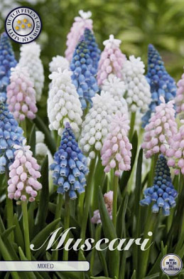 Muscari Mixed x20 8/9