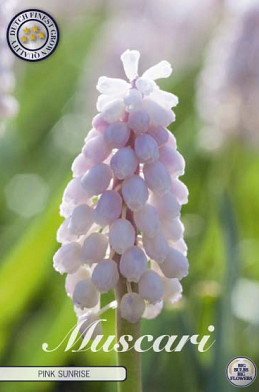 Muscari Pink Sunrise x 5 6/7