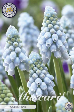 Muscari Valerie Finnis x20 8/9