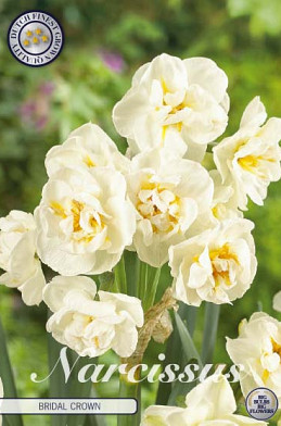 Narcis Botanical Bridal Crown x6 12/14