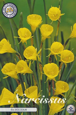 Narcis Botanical Bulboconium x10 8/10