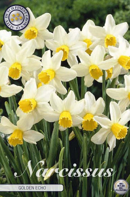 Narcis Botanical Golden Echo x7 12/+