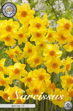 Narcis Botanical Martinette x7 12/+