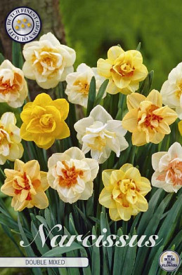 Narcis Double Mixed x6 14/16