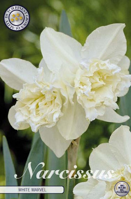 Narcis Double White Marvel x5 14/16