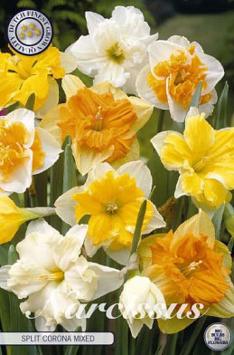 Narcis Splitcrown Mixed x5 14/16