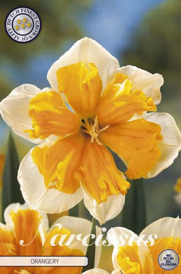 Narcis Splitcrown Orangery x5 14/16