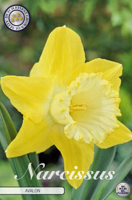 Narcis Trumpet Avalon x5  14/16