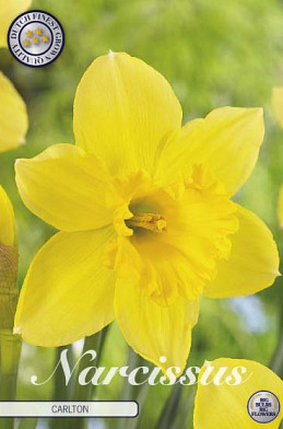 Narcis Trumpet Carlton x5 14/16