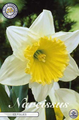 Narcis Trumpet Ice Follies x5 14/16