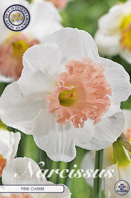 Narcis Trumpet Pink Charm x5 14/16