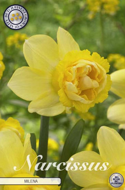 Narcissus Double Milena x5 14/16