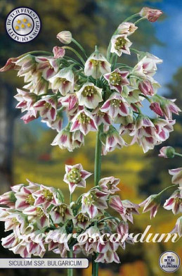 Nectaroscordum Siculum x7 10/12