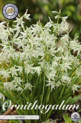 Ornithogalum Nutans x15 5/6