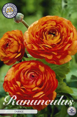 Ranunculus Asiaticus Orange x10 6/7