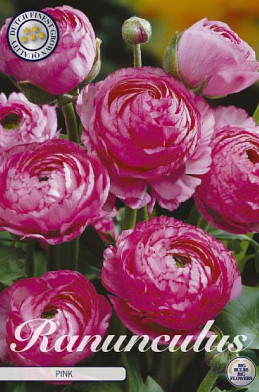 Ranunculus Asiaticus Pink x10 6/7