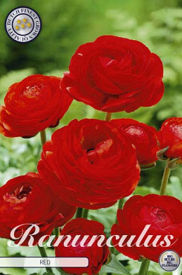 Ranunculus Asiaticus Red x10 6/7