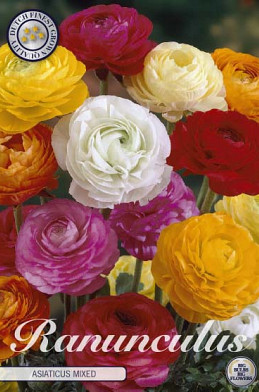 Ranunculus Asiatisch Mixed x10 6/7