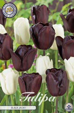 Tulp Black Jacky  x10 12/+