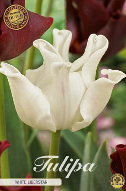 Tulp Crown White Liberstar x7 12/+