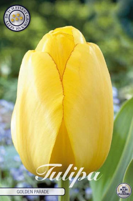 Tulp Darwin Golden Parade x10 12/+