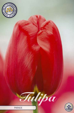 Tulp Darwin Parade x10 12/+