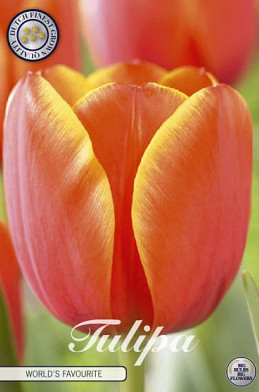 Tulp Darwin World's Favourite x 7 12/+