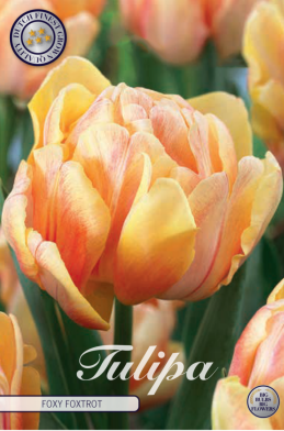 Tulp Double Early Foxy Foxtrot x7 12/+