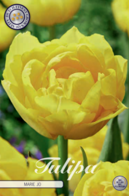 Tulp Double Early Mary Jo x7 12/+