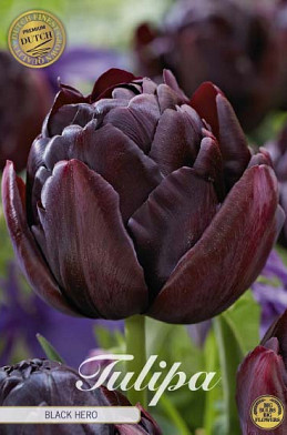 Tulp Double Late Black Hero x7 12/+