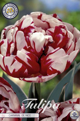 Tulp Double Late Carnaval de Nice x7 12/+