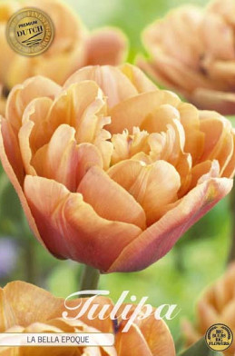 Tulp Double Late La Belle Epoque x 5  12/+