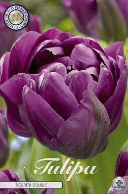 Tulp Double Late Negrita Double x7 12/+