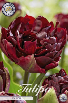 Tulp Double Late Palmyra x7 12/+