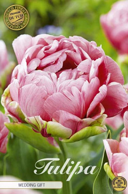 Tulp Double Late Wedding Gift x7 12/+