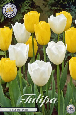 Tulp Early Sunshine x10 12/+